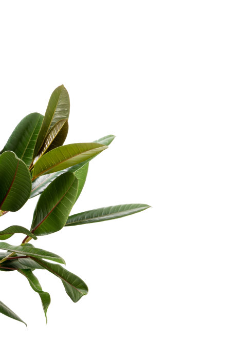 sustainability plant left
