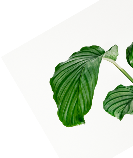 sustainability plant right